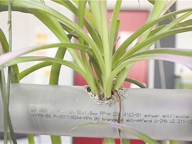 Grünlilie in Röhre